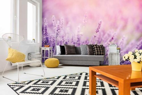 Vlies Fototapete - Lavendel 375 x 250 cm